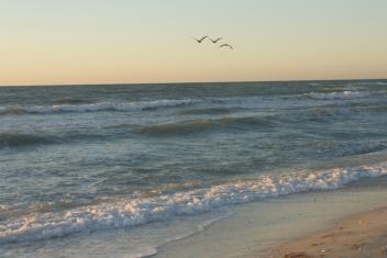 Clam_Pass_3_flying_seagulls_beach_and_waves.jpg